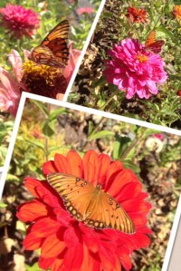 My heart sores every day because this is my view walking into and out of my office.  I pass through this glory every day to go to work, and then again to come home.  Late summer butterfly photos.