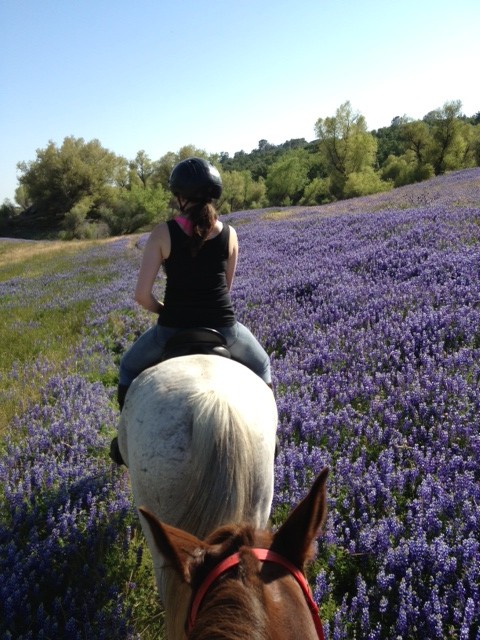 Riding through lupine with Julia