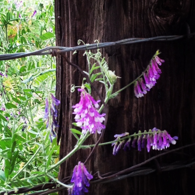 Wildflowers in the yard...