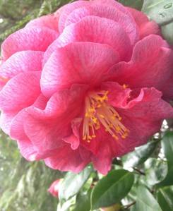 camelia 2