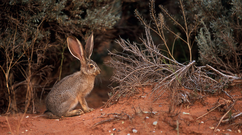 Jarman Rabbit QUARRELSOME CREEK Chapter 1 — Dutch – Mostly Beautiful Things